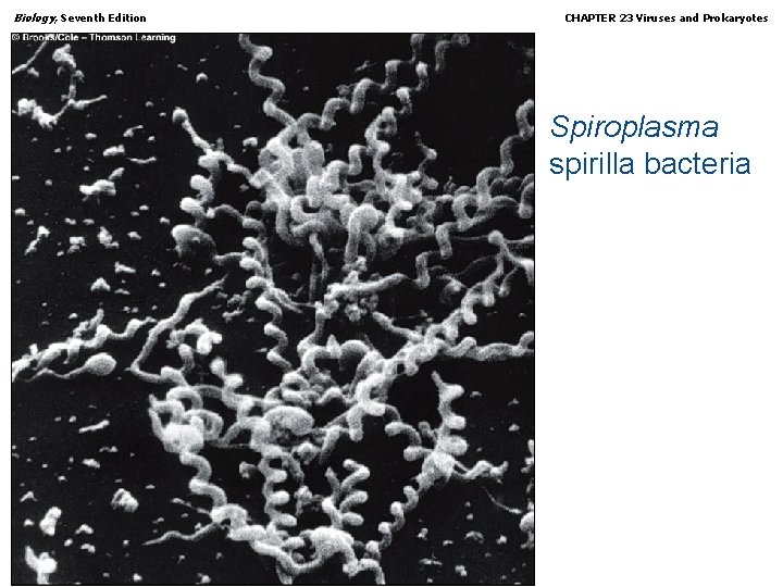 Biology, Seventh Edition CHAPTER 23 Viruses and Prokaryotes Spiroplasma spirilla bacteria Copyright © 2005