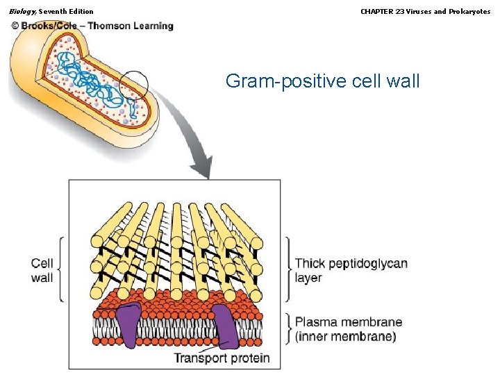Biology, Seventh Edition CHAPTER 23 Viruses and Prokaryotes Gram-positive cell wall Copyright © 2005