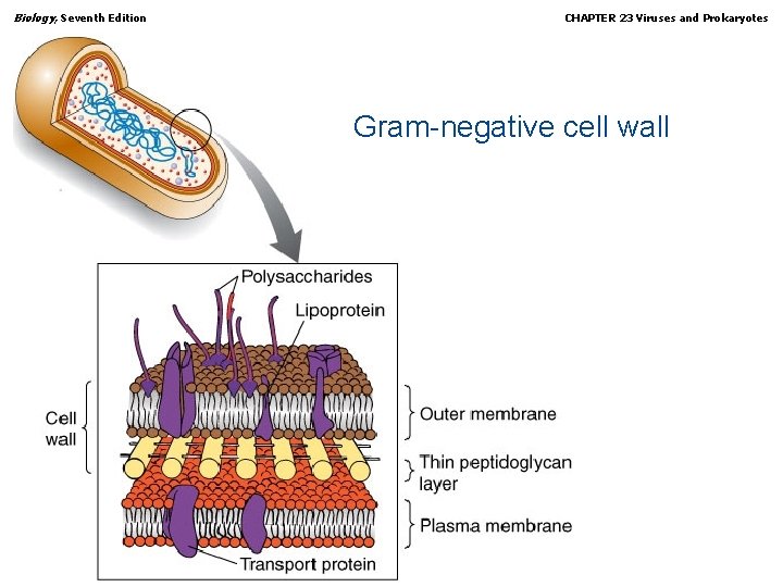 Biology, Seventh Edition CHAPTER 23 Viruses and Prokaryotes Gram-negative cell wall Copyright © 2005