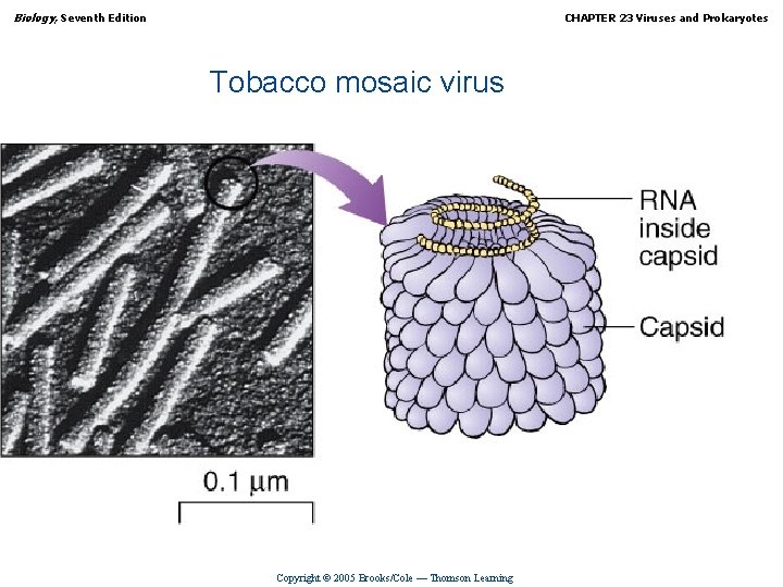 Biology, Seventh Edition CHAPTER 23 Viruses and Prokaryotes Tobacco mosaic virus Copyright © 2005