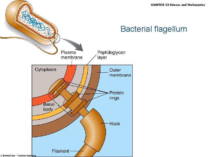 Biology, Seventh Edition CHAPTER 23 Viruses and Prokaryotes Bacterial flagellum Copyright © 2005 Brooks/Cole