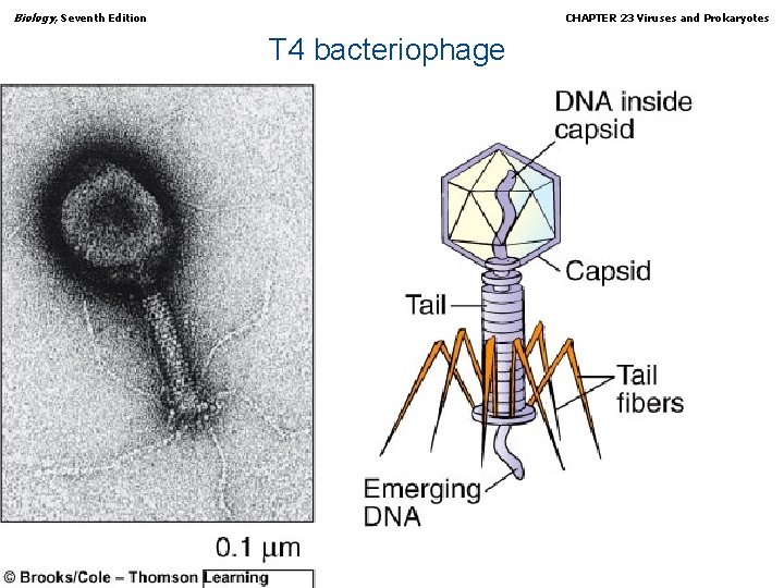 Biology, Seventh Edition CHAPTER 23 Viruses and Prokaryotes T 4 bacteriophage Copyright © 2005