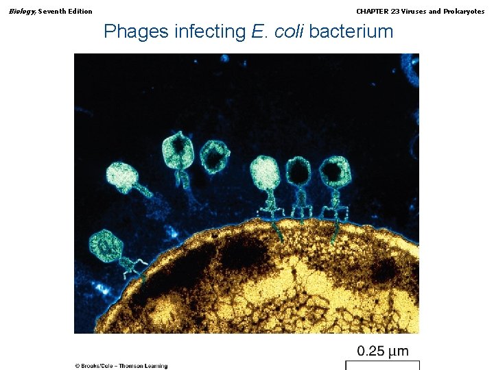 Biology, Seventh Edition CHAPTER 23 Viruses and Prokaryotes Phages infecting E. coli bacterium Copyright