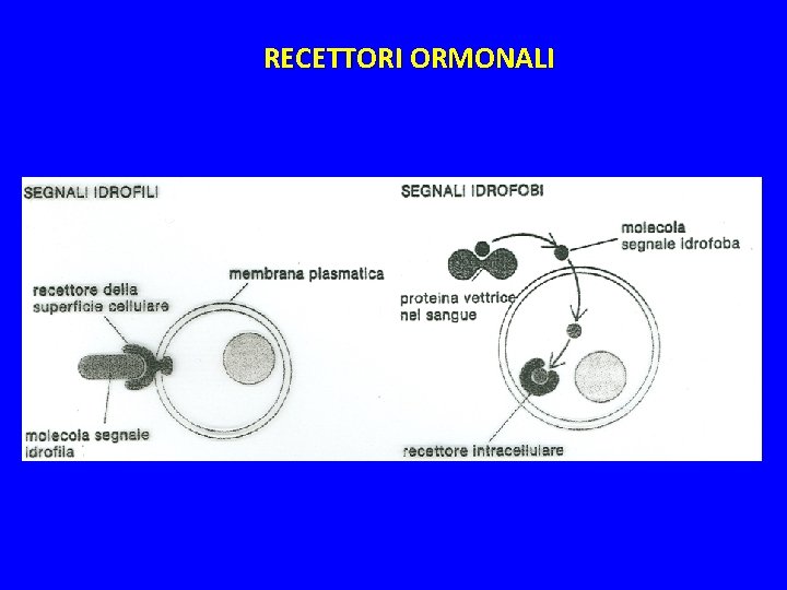RECETTORI ORMONALI 