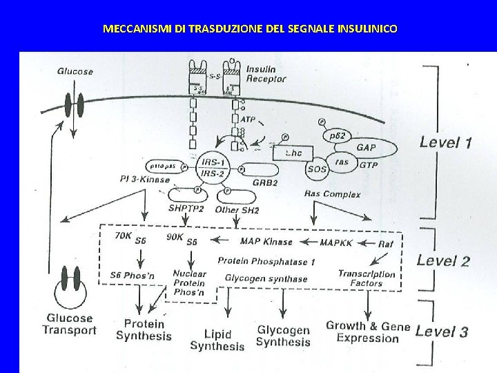 MECCANISMI DI TRASDUZIONE DEL SEGNALE INSULINICO 