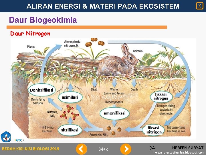 ALIRAN ENERGI & MATERI PADA EKOSISTEM X Daur Biogeokimia Daur Nitrogen BEDAH KISI-KISI BIOLOGI