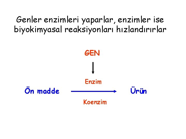 Genler enzimleri yaparlar, enzimler ise biyokimyasal reaksiyonları hızlandırırlar GEN Ön madde Enzim Koenzim Ürün