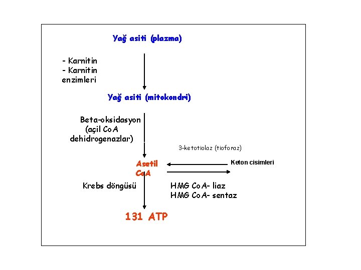 Yağ asiti (plazma) - Karnitin enzimleri Yağ asiti (mitokondri) Beta-oksidasyon (açil Co. A dehidrogenazlar)