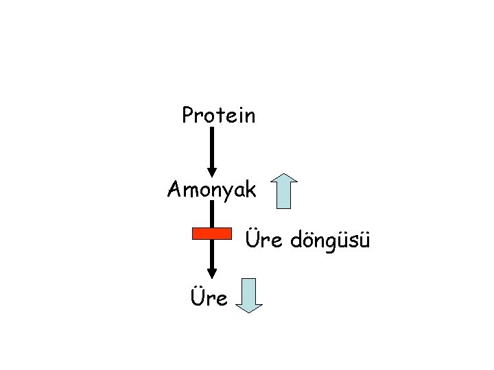 Protein Amonyak Üre döngüsü Üre 