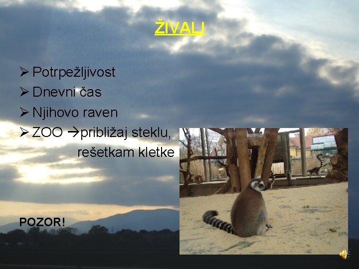 ŽIVALI Ø Potrpežljivost Ø Dnevni čas Ø Njihovo raven Ø ZOO približaj steklu, rešetkam