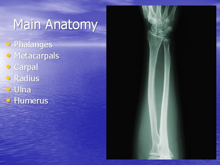 Main Anatomy • Phalanges • Metacarpals • Carpal • Radius • Ulna • Humerus