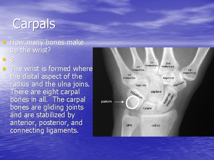 Carpals • How many bones make • • up the wrist? 8 The wrist