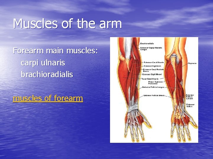 Muscles of the arm Forearm main muscles: carpi ulnaris brachioradialis muscles of forearm 