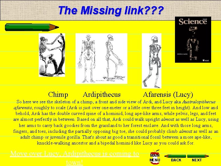 The Missing link? ? ? Chimp Ardipithecus Afarensis (Lucy) So here we see the