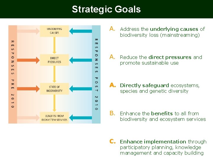 Strategic Goals A. Address the underlying causes of biodiversity loss (mainstreaming) A. Reduce the