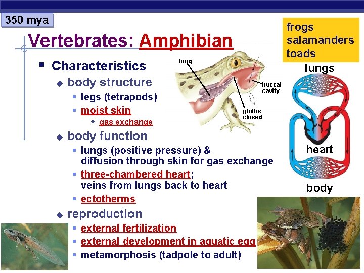 350 mya frogs salamanders toads lungs Vertebrates: Amphibian § Characteristics u body structure §
