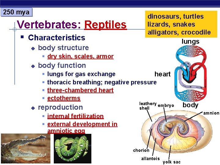 250 mya Vertebrates: Reptiles § Characteristics u body structure dinosaurs, turtles lizards, snakes alligators,