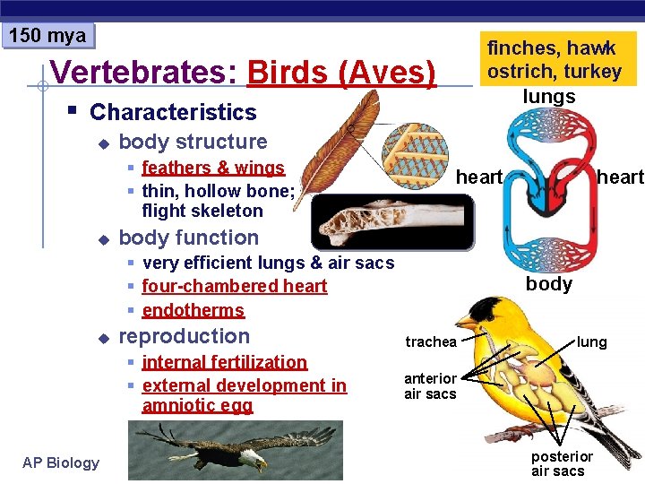 150 mya finches, hawk ostrich, turkey lungs Vertebrates: Birds (Aves) § Characteristics u body