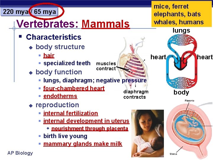 220 mya / 65 mya Vertebrates: Mammals § Characteristics u body structure § hair