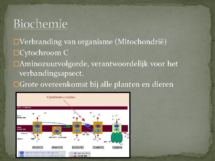 Biochemie �Verbranding van organisme (Mitochondrië) �Cytochroom C �Aminozuurvolgorde, verantwoordelijk voor het verbandingsapsect. �Grote overeenkomst