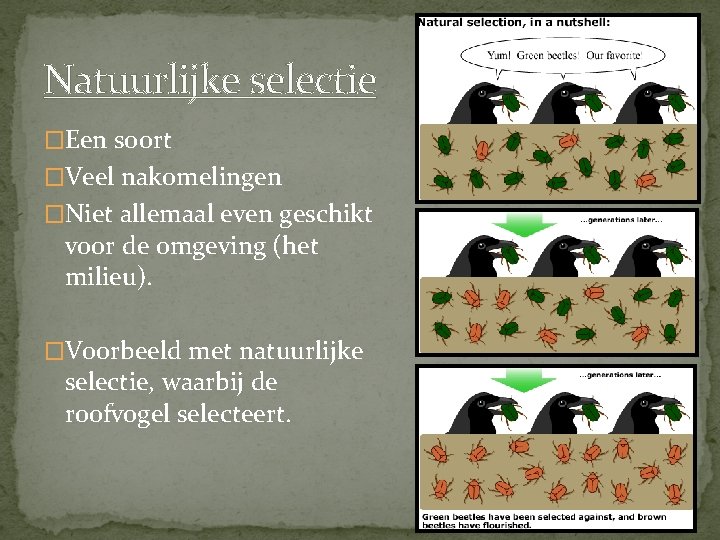 Natuurlijke selectie �Een soort �Veel nakomelingen �Niet allemaal even geschikt voor de omgeving (het