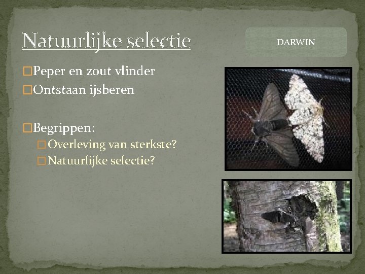 Natuurlijke selectie �Peper en zout vlinder �Ontstaan ijsberen �Begrippen: � Overleving van sterkste? �