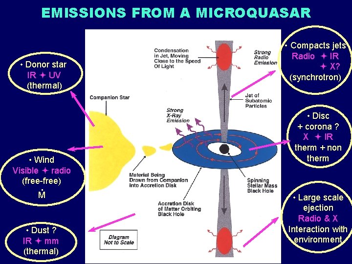 EMISSIONS FROM A MICROQUASAR • Donor star IR UV (thermal) • Wind Visible radio