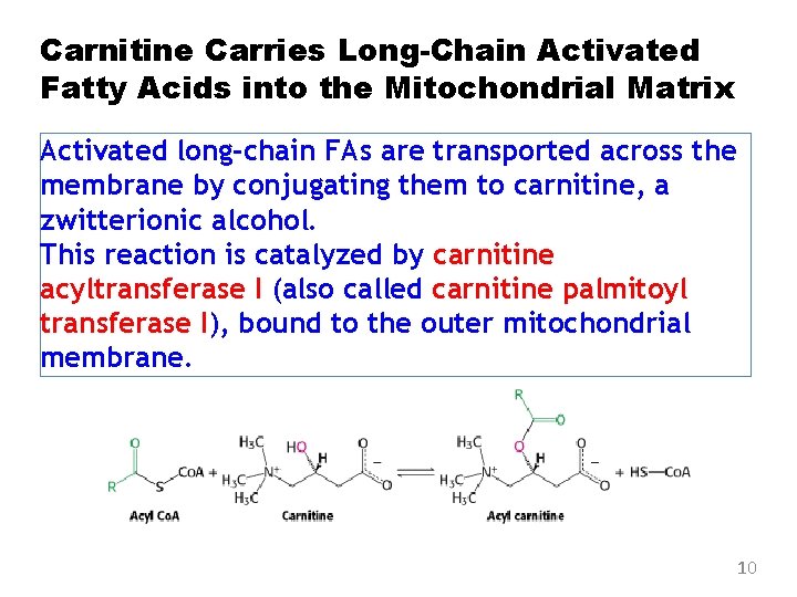 Carnitine Carries Long-Chain Activated Fatty Acids into the Mitochondrial Matrix Activated long-chain FAs are