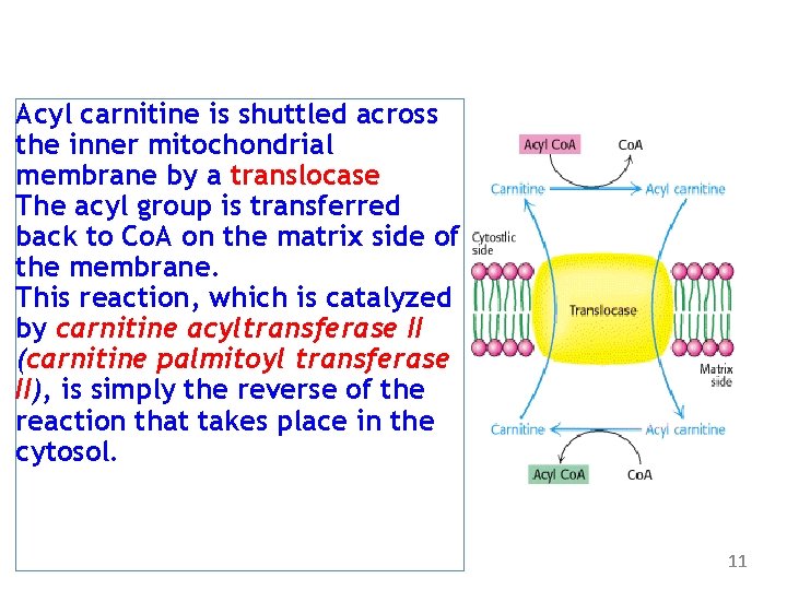 Acyl carnitine is shuttled across the inner mitochondrial membrane by a translocase The acyl