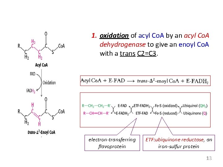 1. oxidation of acyl Co. A by an acyl Co. A dehydrogenase to give