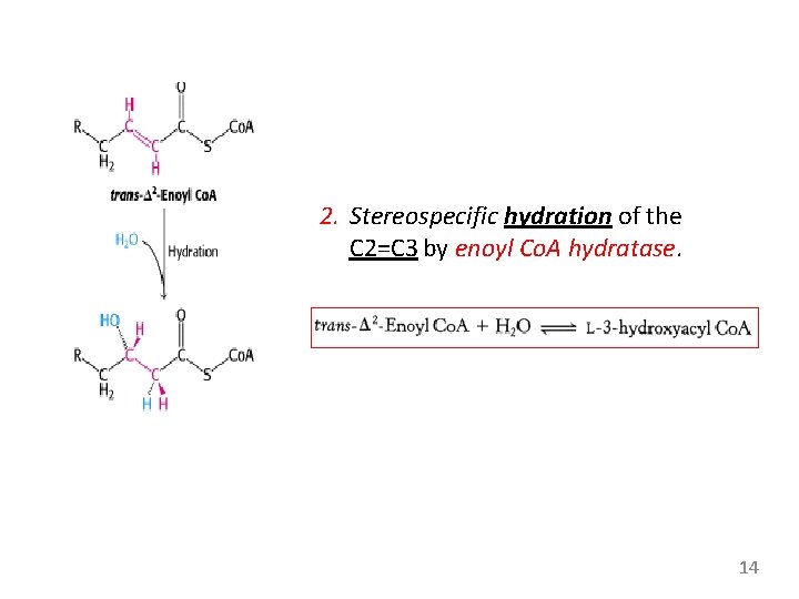 2. Stereospecific hydration of the C 2=C 3 by enoyl Co. A hydratase. 14