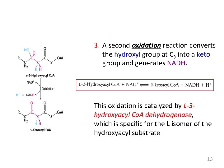 3. A second oxidation reaction converts the hydroxyl group at C 3 into a