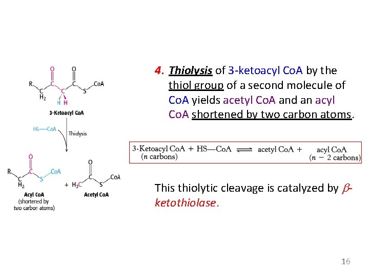 4. Thiolysis of 3 -ketoacyl Co. A by the thiol group of a second