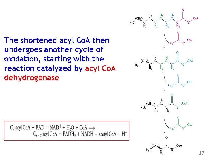 The shortened acyl Co. A then undergoes another cycle of oxidation, starting with the