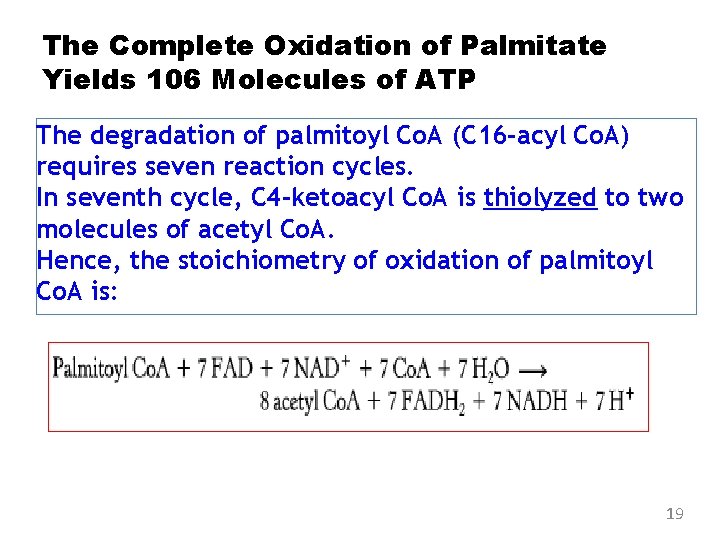 The Complete Oxidation of Palmitate Yields 106 Molecules of ATP The degradation of palmitoyl