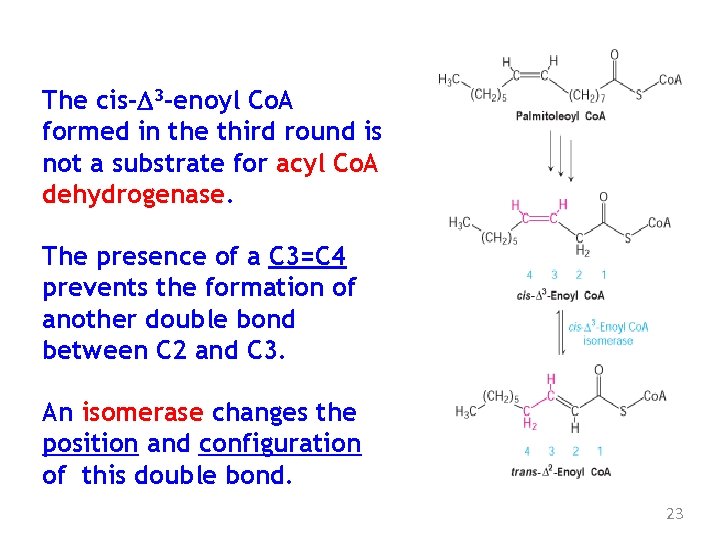 The cis-D 3 -enoyl Co. A formed in the third round is not a