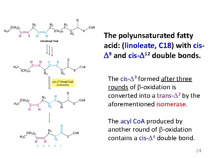 The polyunsaturated fatty acid: (linoleate, C 18) with cis. D 9 and cis-D 12