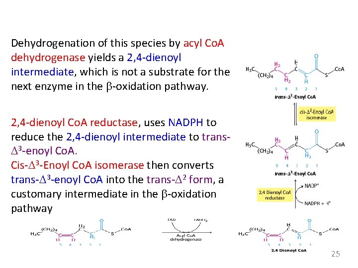 Dehydrogenation of this species by acyl Co. A dehydrogenase yields a 2, 4 -dienoyl