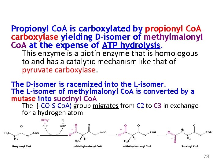 Propionyl Co. A is carboxylated by propionyl Co. A carboxylase yielding D-isomer of methylmalonyl