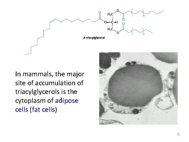 In mammals, the major site of accumulation of triacylglycerols is the cytoplasm of adipose