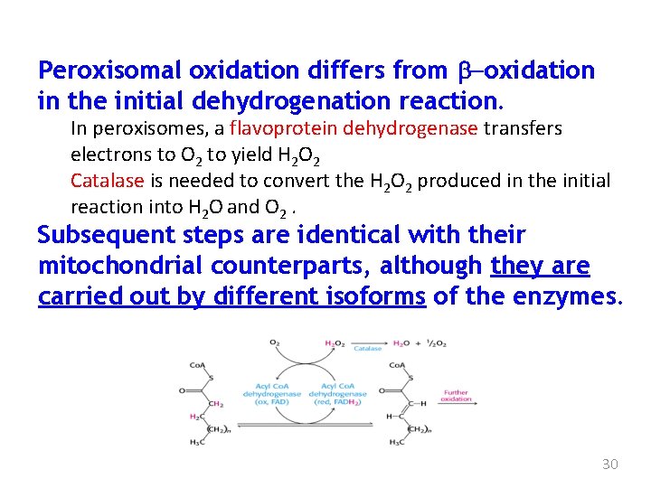 Peroxisomal oxidation differs from b-oxidation in the initial dehydrogenation reaction. In peroxisomes, a flavoprotein