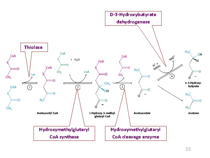 D-3 -Hydroxybutyrate dehydrogenase Thiolase Hydroxymethylglutaryl Co. A synthase Hydroxymethylglutaryl Co. A cleavage enzyme 33