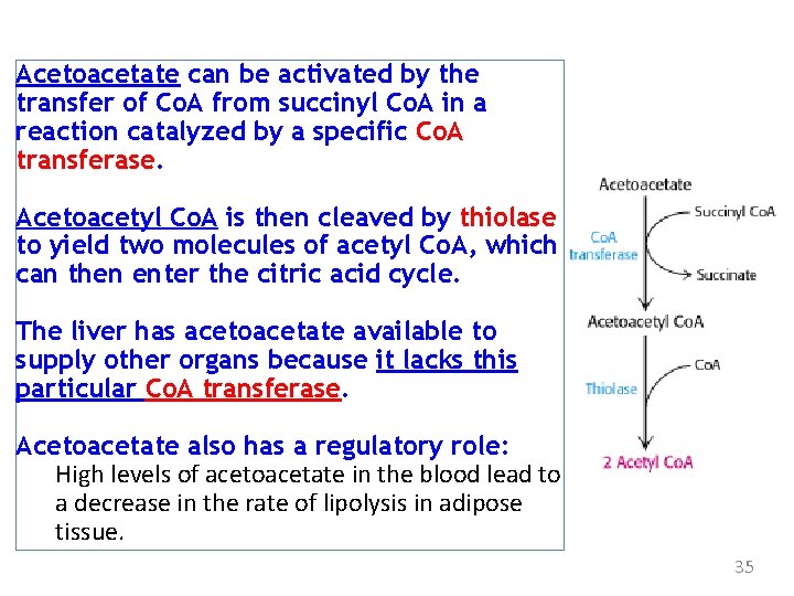 Acetoacetate can be activated by the transfer of Co. A from succinyl Co. A