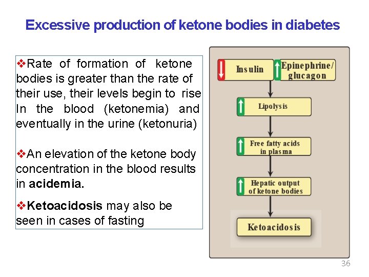Excessive production of ketone bodies in diabetes Rate of formation of ketone bodies is