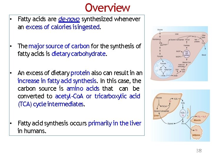 Overview • Fatty acids are de-novo synthesized whenever an excess of calories is ingested.