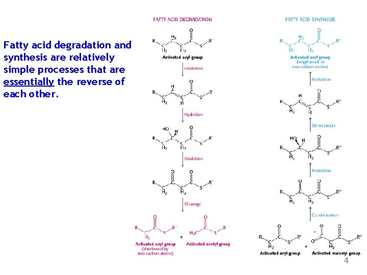 Fatty acid degradation and synthesis are relatively simple processes that are essentially the reverse