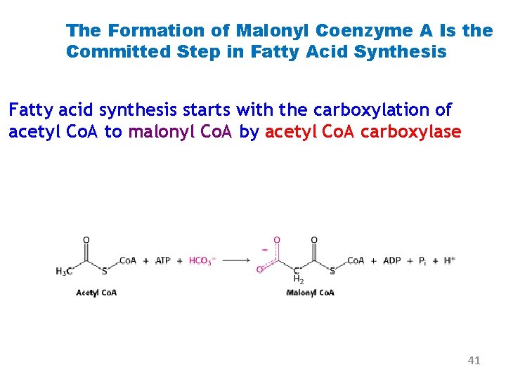 The Formation of Malonyl Coenzyme A Is the Committed Step in Fatty Acid Synthesis