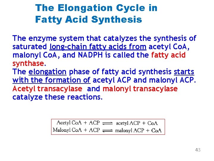 The Elongation Cycle in Fatty Acid Synthesis The enzyme system that catalyzes the synthesis