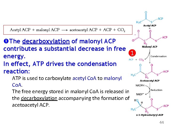  The decarboxylation of malonyl ACP contributes a substantial decrease in free 1 energy.