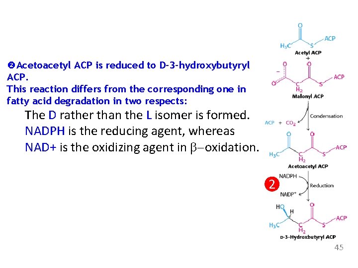  Acetoacetyl ACP is reduced to D-3 -hydroxybutyryl ACP. This reaction differs from the